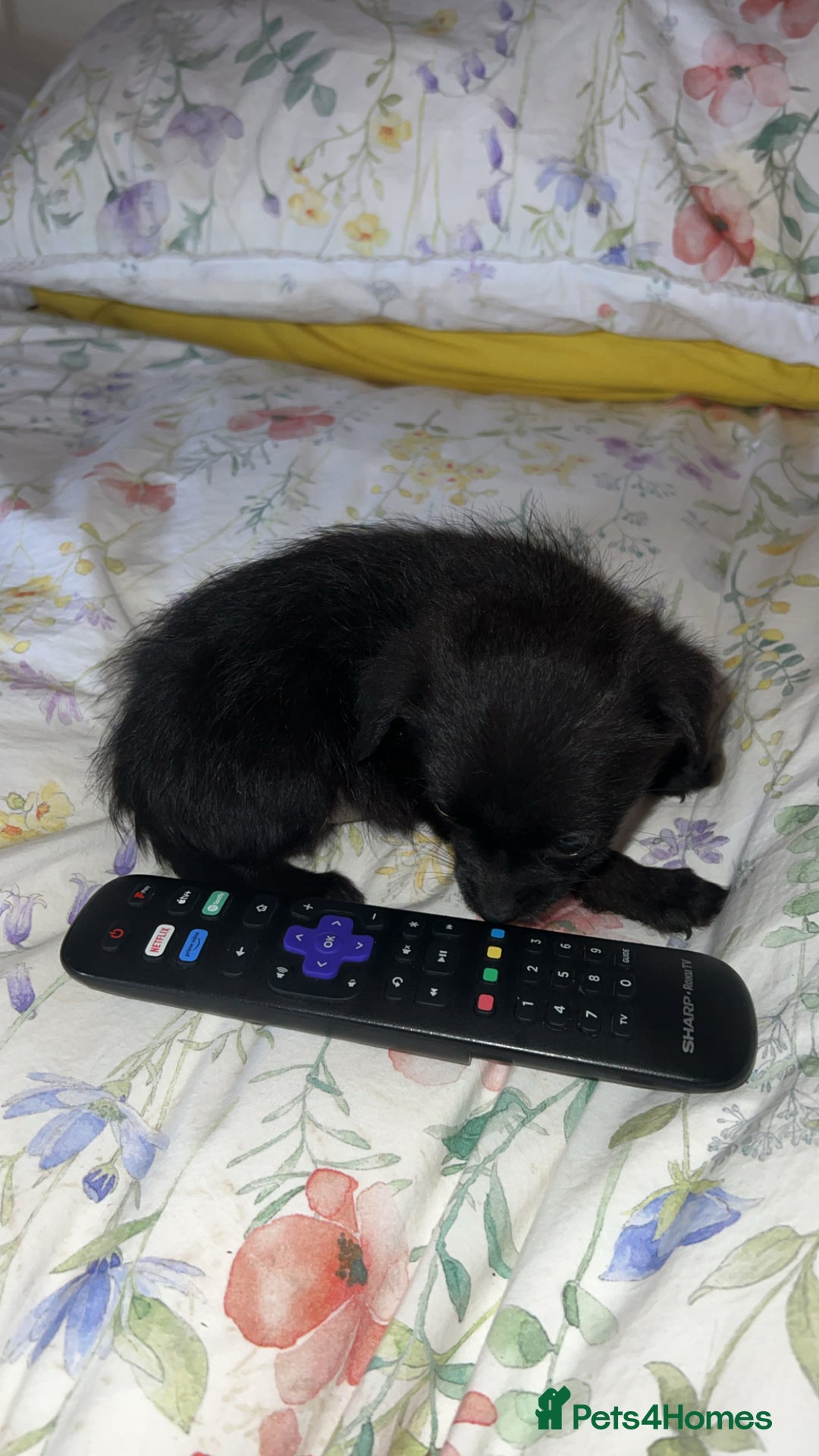 Pomchi dogs for sale: Beautiful pomchi for sale 🥹 - Image 8
