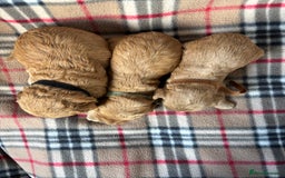 Cockapoo dogs for sale: Stunning F1 cockerpoo puppies - Image 3
