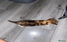 Mixed Breed cats for sale: 3 beautiful kittens looking for their forever home - Image 4