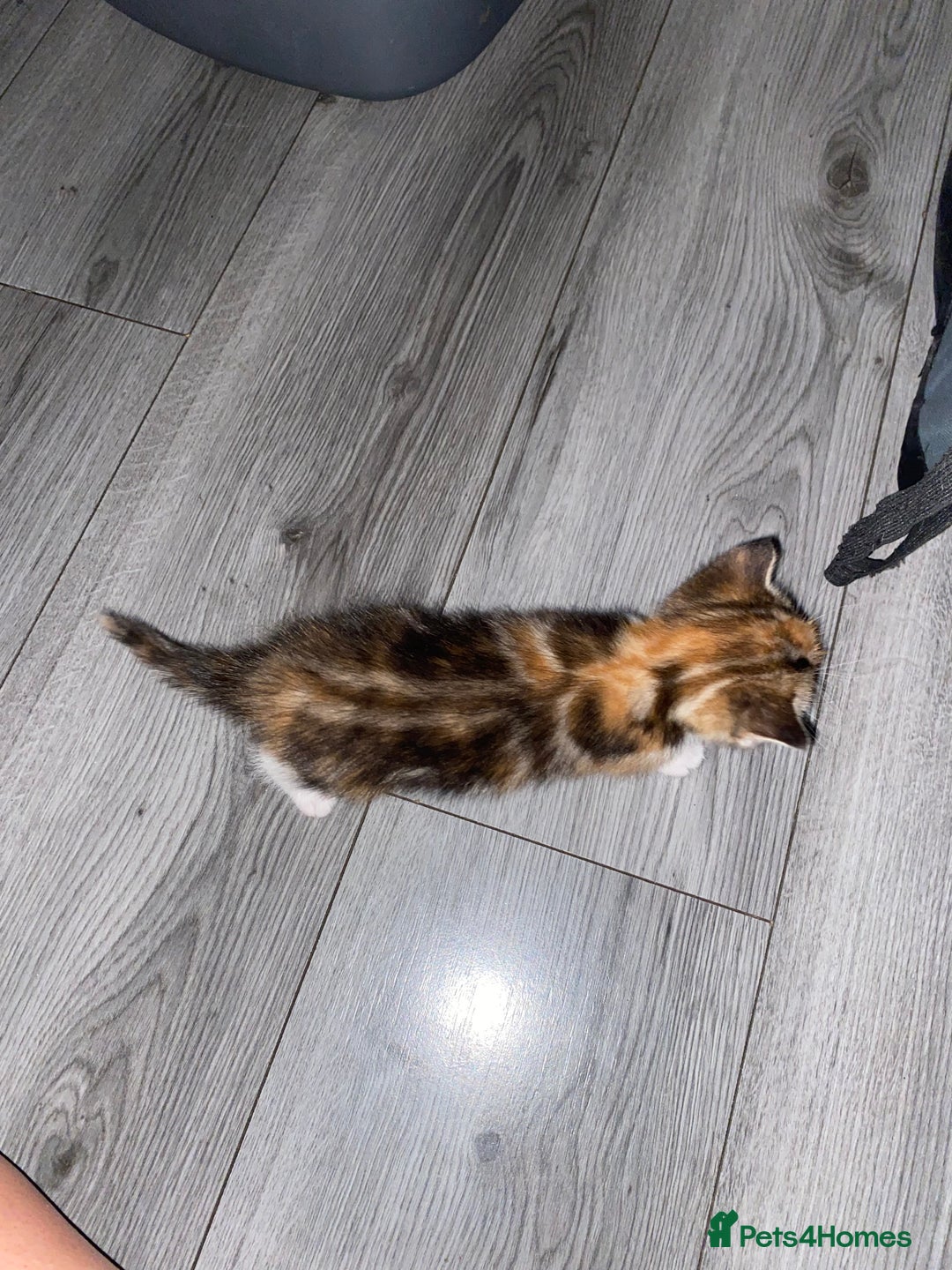 Mixed Breed cats for sale: 3 beautiful kittens looking for their forever home - Image 4