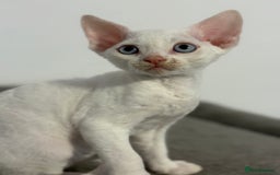Devon Rex cats for sale: ❤️2 male Devon rex available 😻 - Image 28