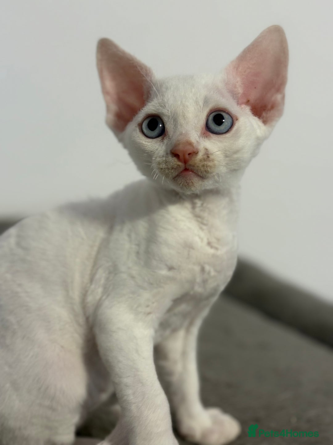 Devon Rex cats for sale: ❤️2 male Devon rex available 😻 - Image 28