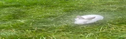 English Lop rabbits for sale: Rabbits  - Advert 3