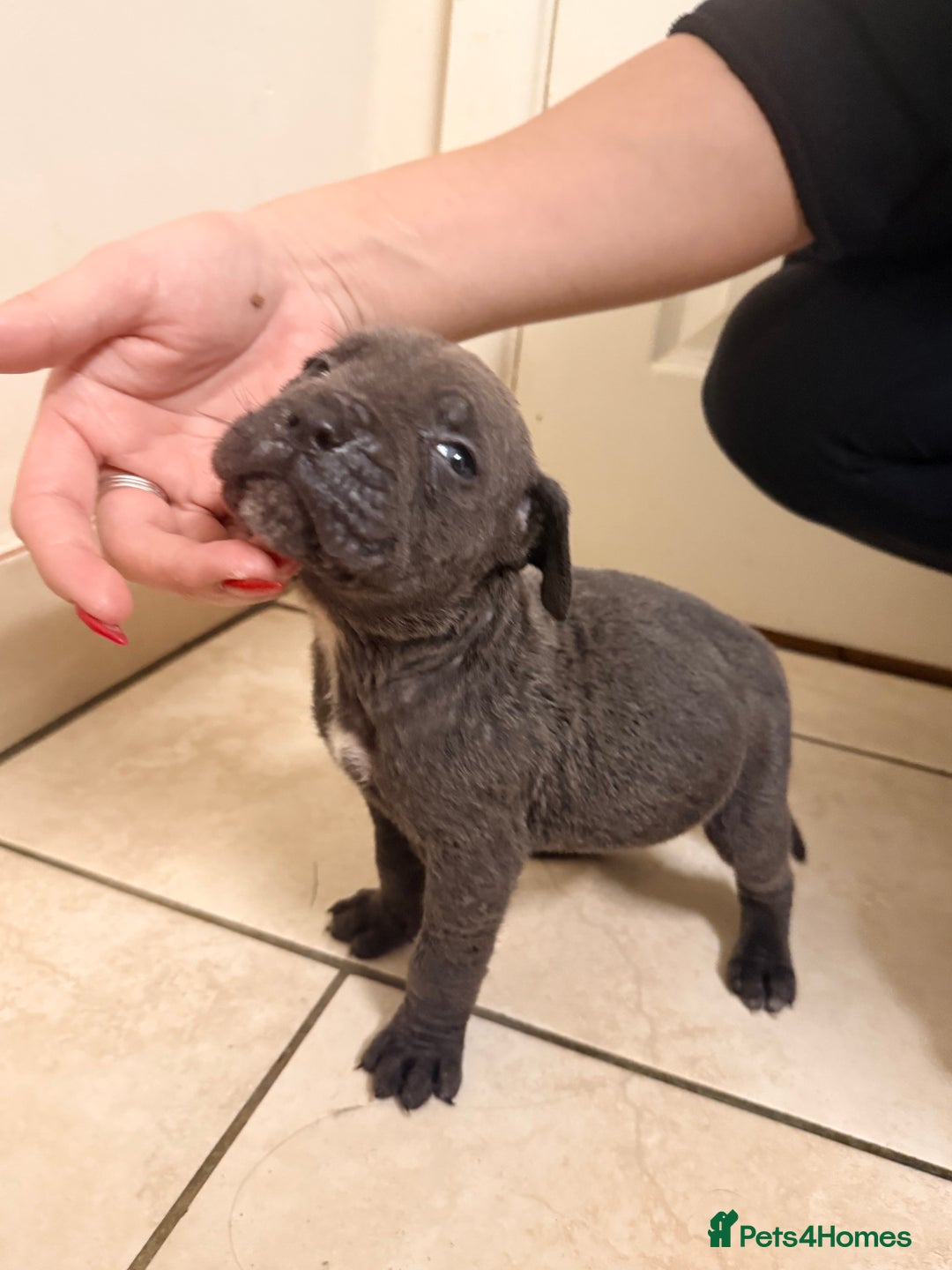 Cane Corso dogs for sale: Beautiful Cane Corso puppies available - Advert 6