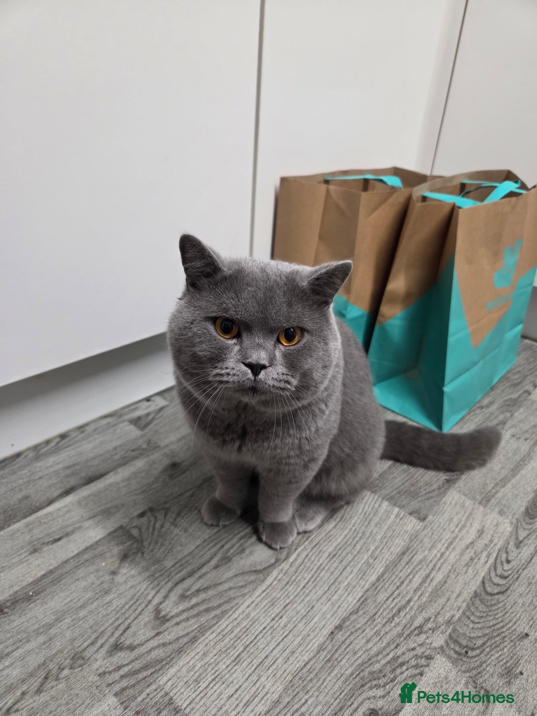 British Shorthair cats for stud: British blu male for stud - Advert 2