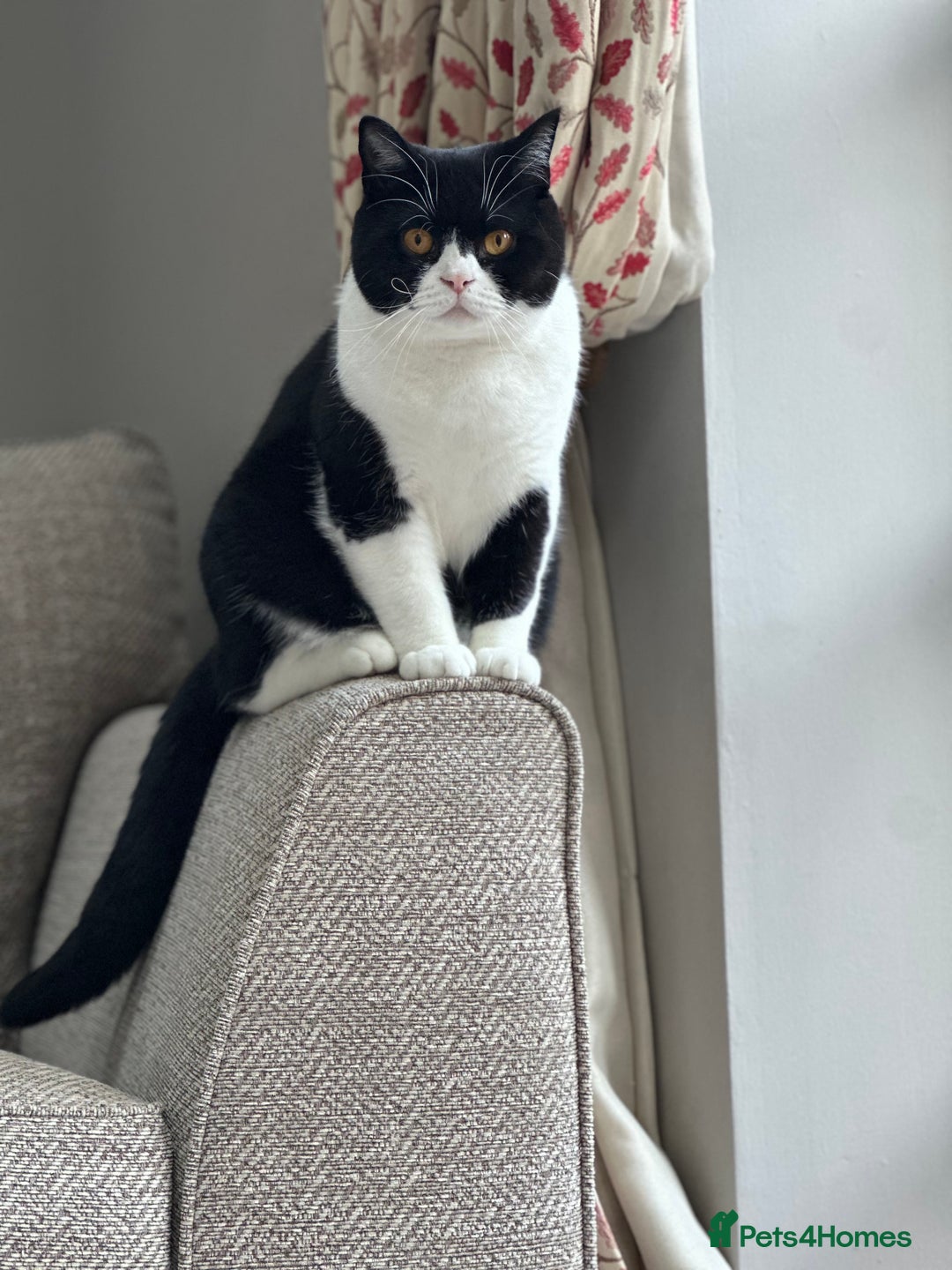 British Shorthair cats for sale: Pedigree British Shorthair colourpoint boy - Advert 3