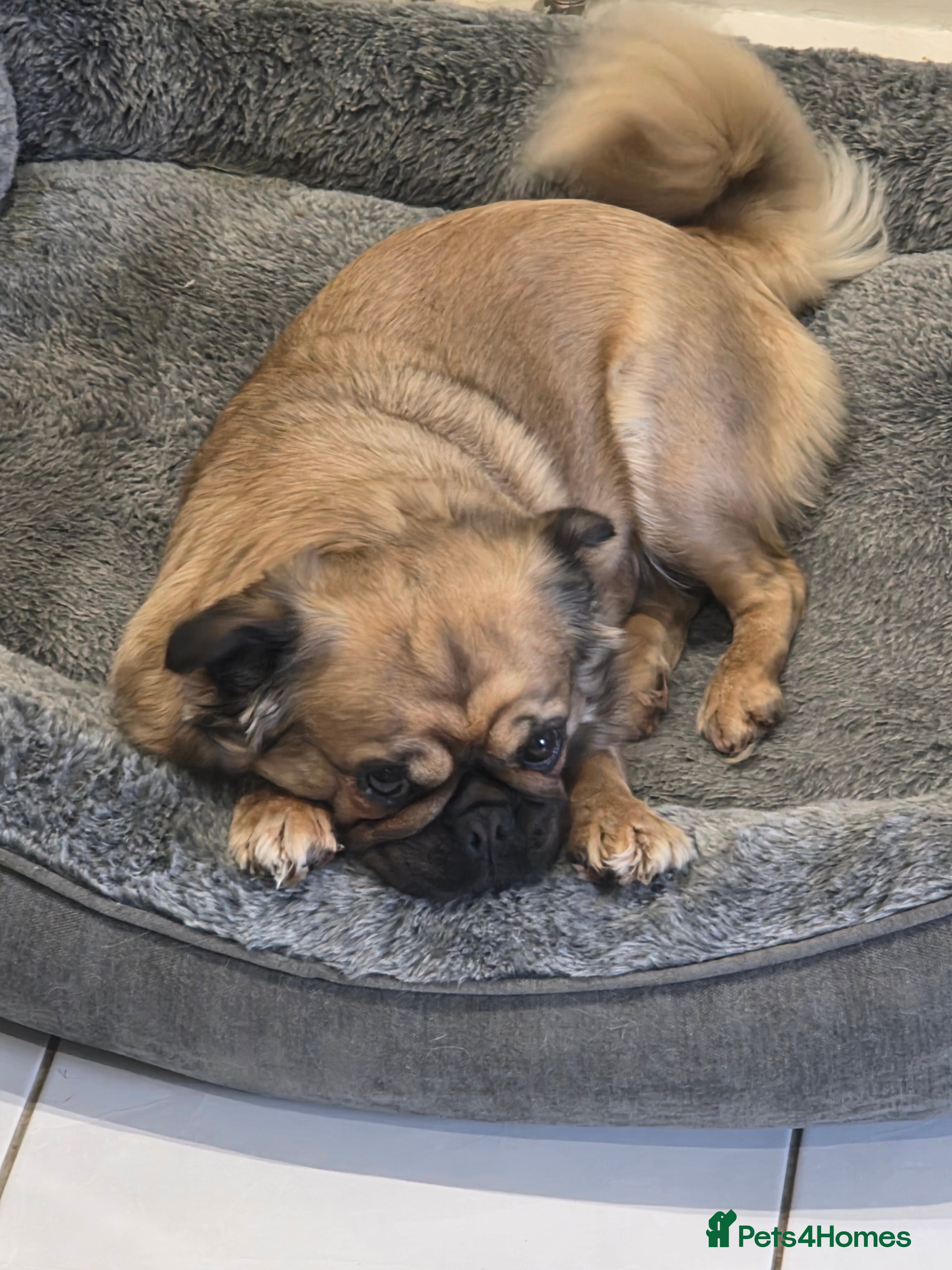 Mixed Breed dogs Mix bread pug with fluffy frenchie  - Advert 1