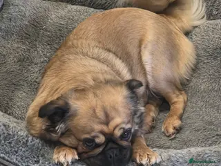 Mixed Breed dogs Mix bread pug with fluffy frenchie - Advert 1