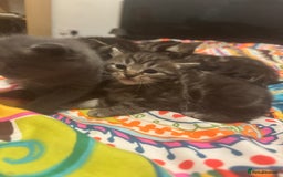 Mixed Breed cats for sale: 3 boys 3 girls  - Image 13