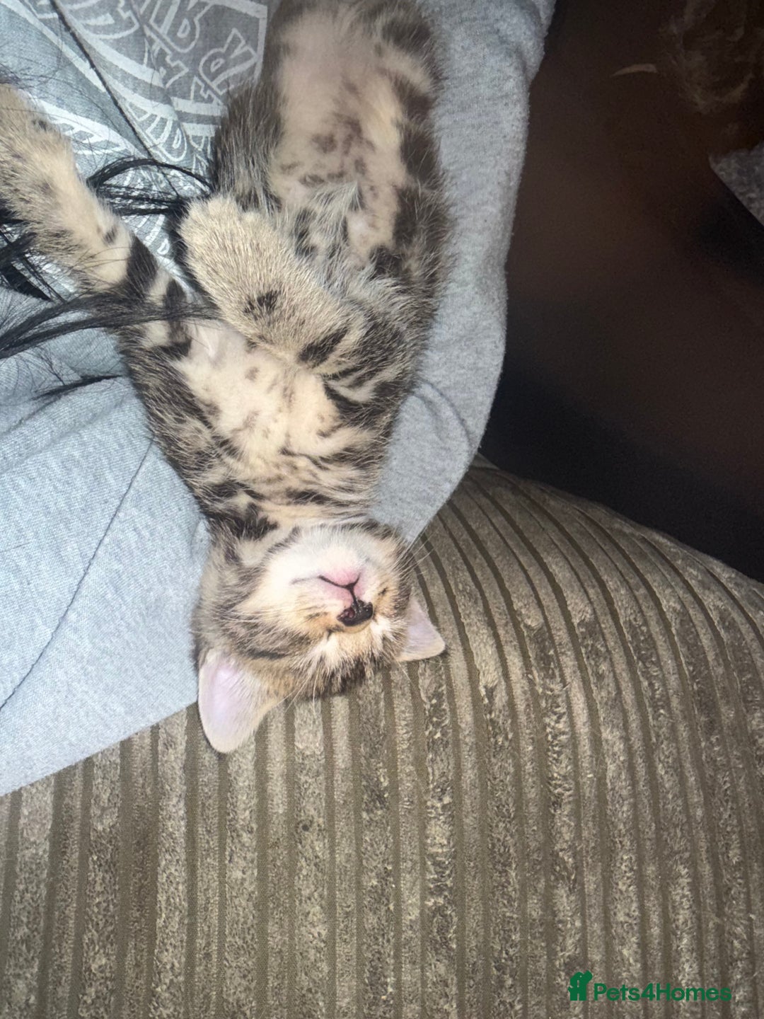 Mixed Breed cats for sale: Mixed breed male kittens - Advert 11