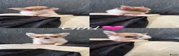 Chihuahua dogs for sale: A beautiful litter of 5 🩷🩵 - Advert 2