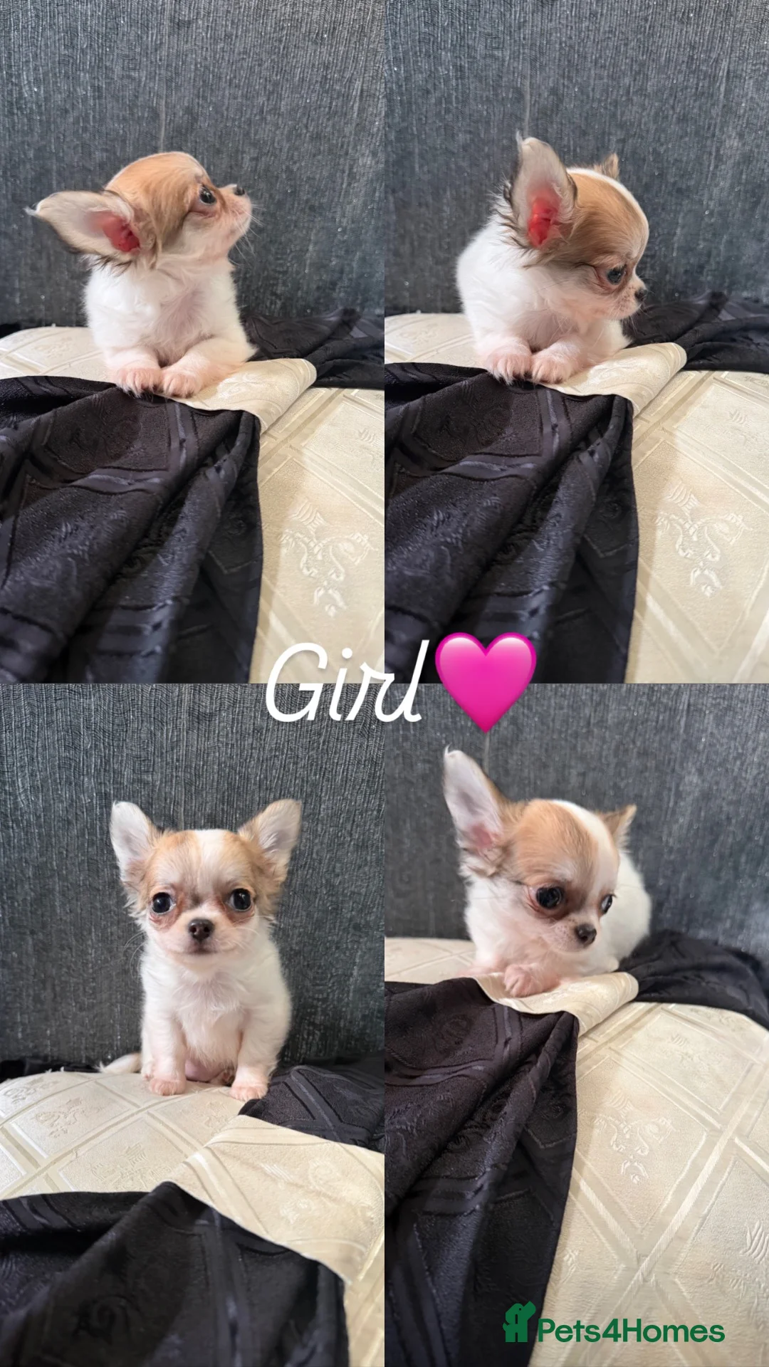 Chihuahua dogs for sale: A beautiful litter of 5 🩷🩵 - Advert 2