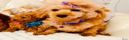 Maltipoo dogs for sale: Exquisite f1 toy Maltipoo teddy bears  - Advert 10