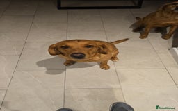 Labradoodle dogs for sale: F1 Toy / Miniature Labradoodles  - Advert 3