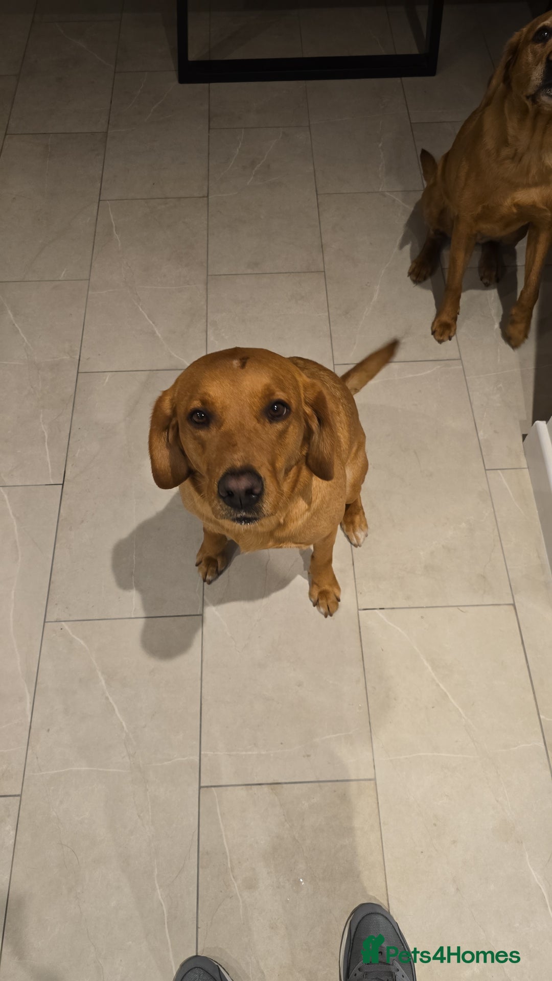 Labradoodle dogs for sale: F1 Toy / Miniature Labradoodles  - Advert 3