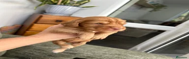 Cocker Spaniel 5