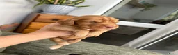 Cocker Spaniel dogs for sale: Litter of Kennel Club working Cocker Spaniels - Advert 14