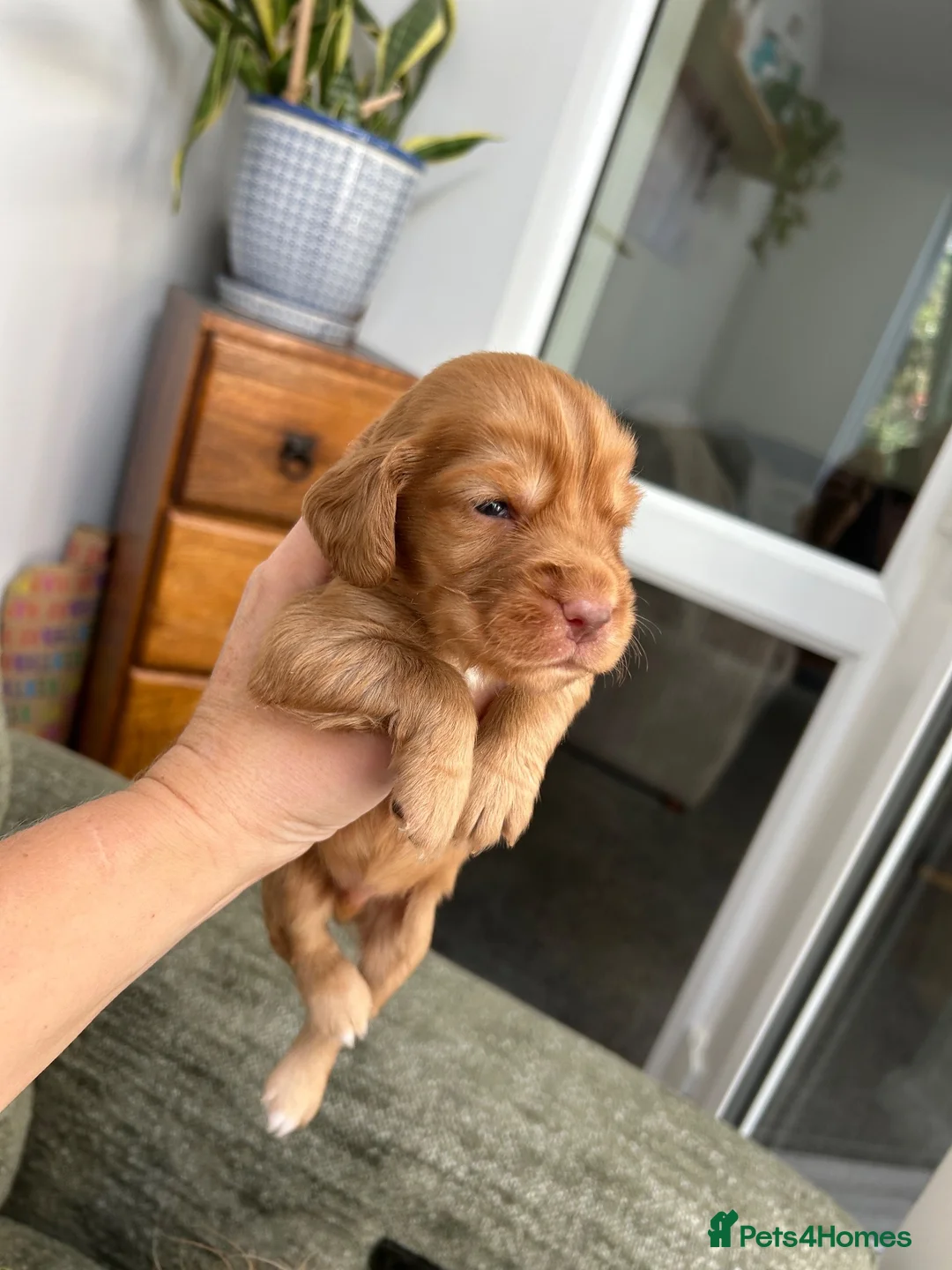 Cocker Spaniel dogs for sale: Litter of Kennel Club working Cocker Spaniels - Advert 14