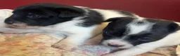 Jack Russell dogs for sale: 2 boy jack Russel  - Advert 11