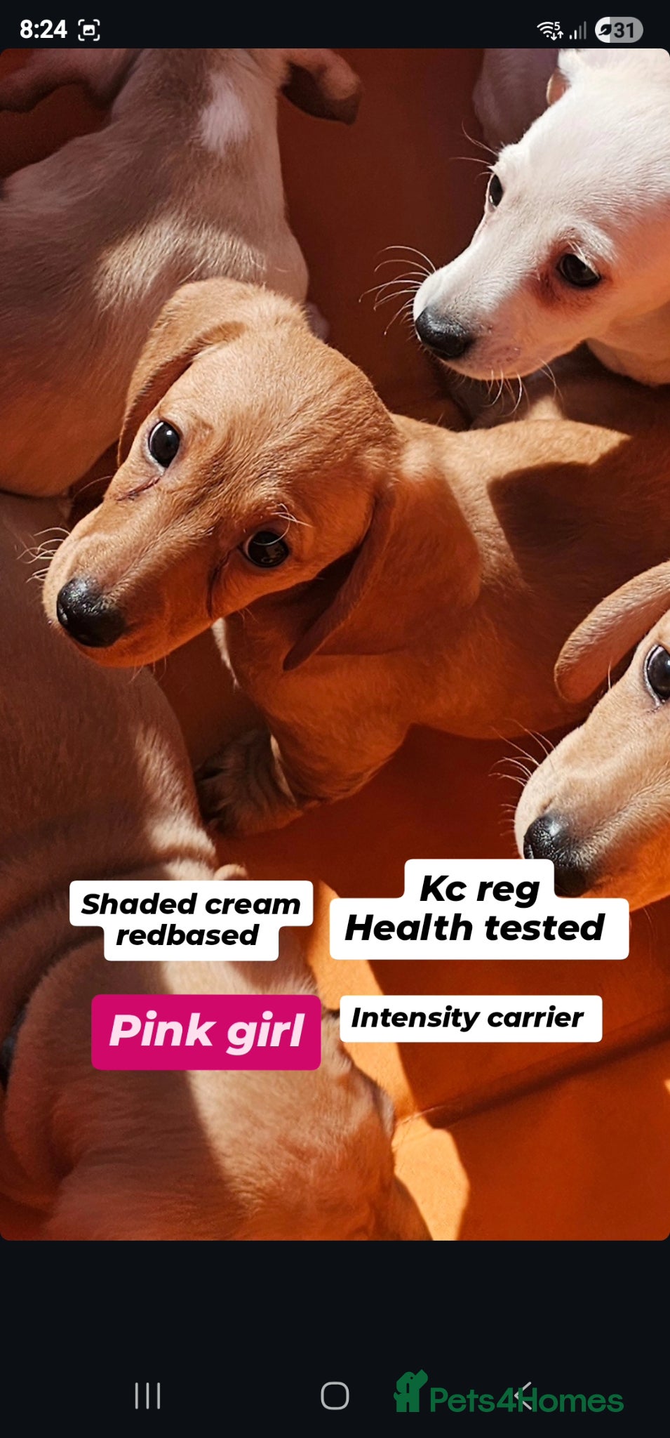 Miniature Dachshund dogs •KCREG •PRA CLEAR ONE GIRL AVAILABLE ❤️ 🐾 🏡  - Advert 5