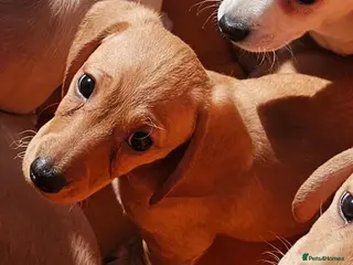 Miniature Dachshund dogs •KCREG •PRA CLEAR ONE GIRL AVAILABLE ❤️ 🐾 🏡 - Advert 5