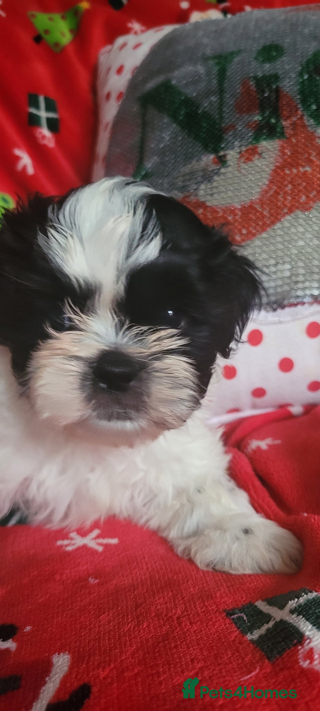 Shih Tzu dogs for sale: shih tzu puppies  - Advert 4