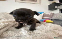 Chihuahua dogs for sale: Absolutely Stunning Little Chihuahua Puppies - Image 27