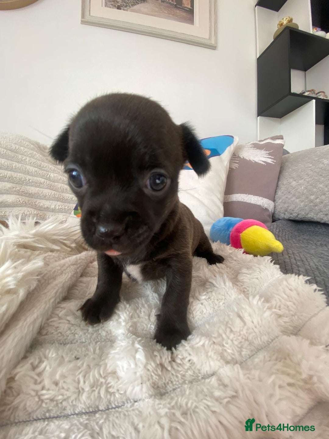 Chihuahua dogs for sale: Absolutely Stunning Little Chihuahua Puppies - Image 27