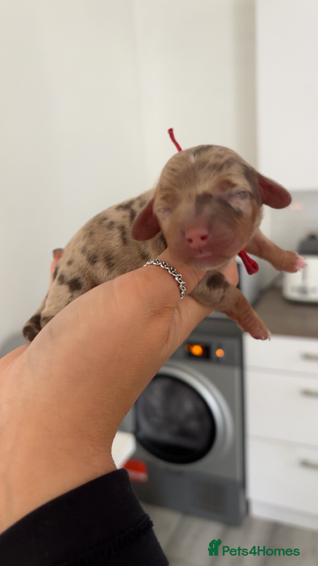 Miniature Dachshund dogs for sale: 6 beautiful mini Daxies  - Image 7