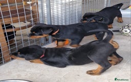 Rottweiler dogs for sale: 3 Handsome boys - Image 2