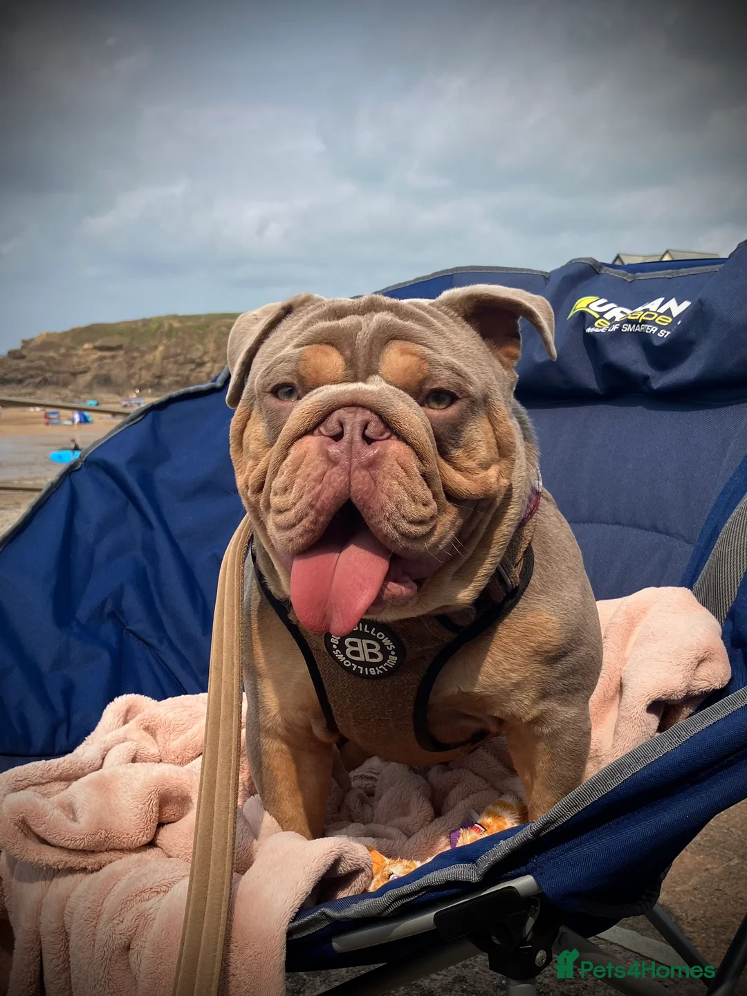 English Bulldog dogs for stud: ⭐️Proven English Bulldog available for stud⭐️ in Solihull - Advert 5