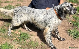 English Setter dogs for adoption: Nahi  - Image 5