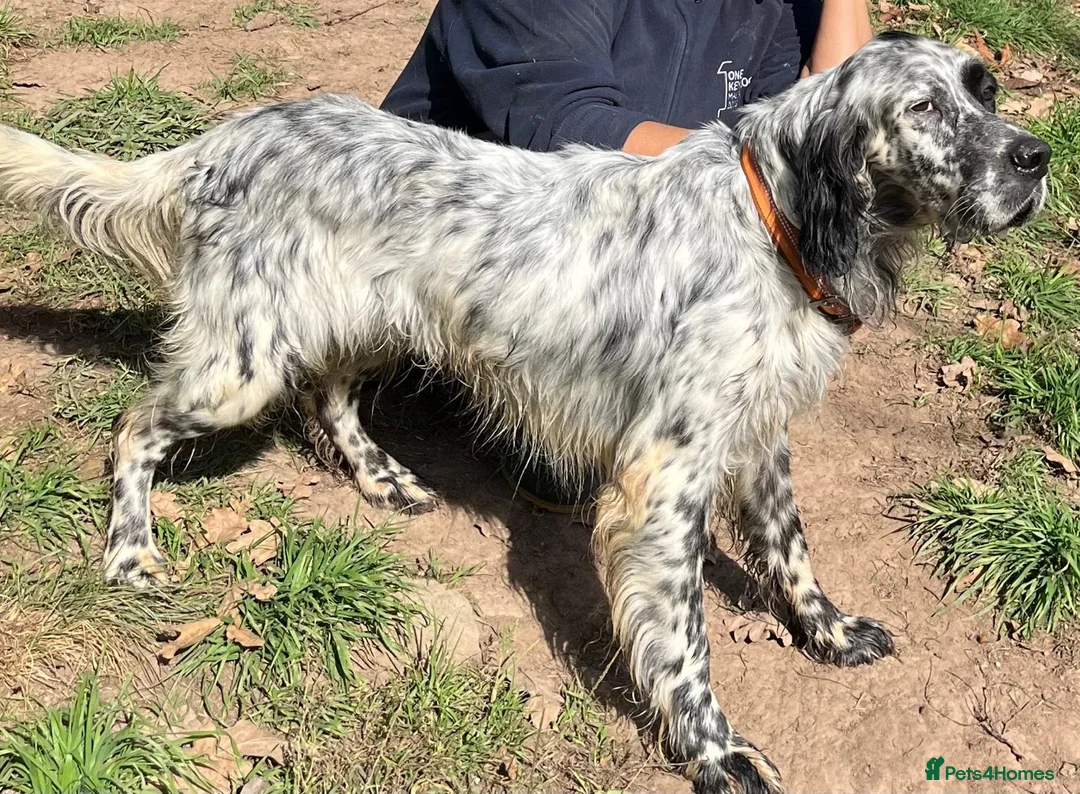 English Setter dogs for adoption: Nahi  - Advert 5