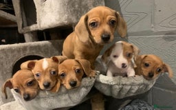 Chiweenie dogs for sale: READY NOW ! 3 cheweenies available  - Image 3