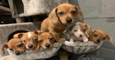 Chiweenie dogs - Advert 3