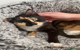 Domestic Shorthair cats for sale: Kitten needs a home! - Image 5