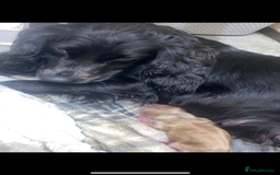 Cockapoo dogs for sale: Beautiful cockapoo puppys - Image 7