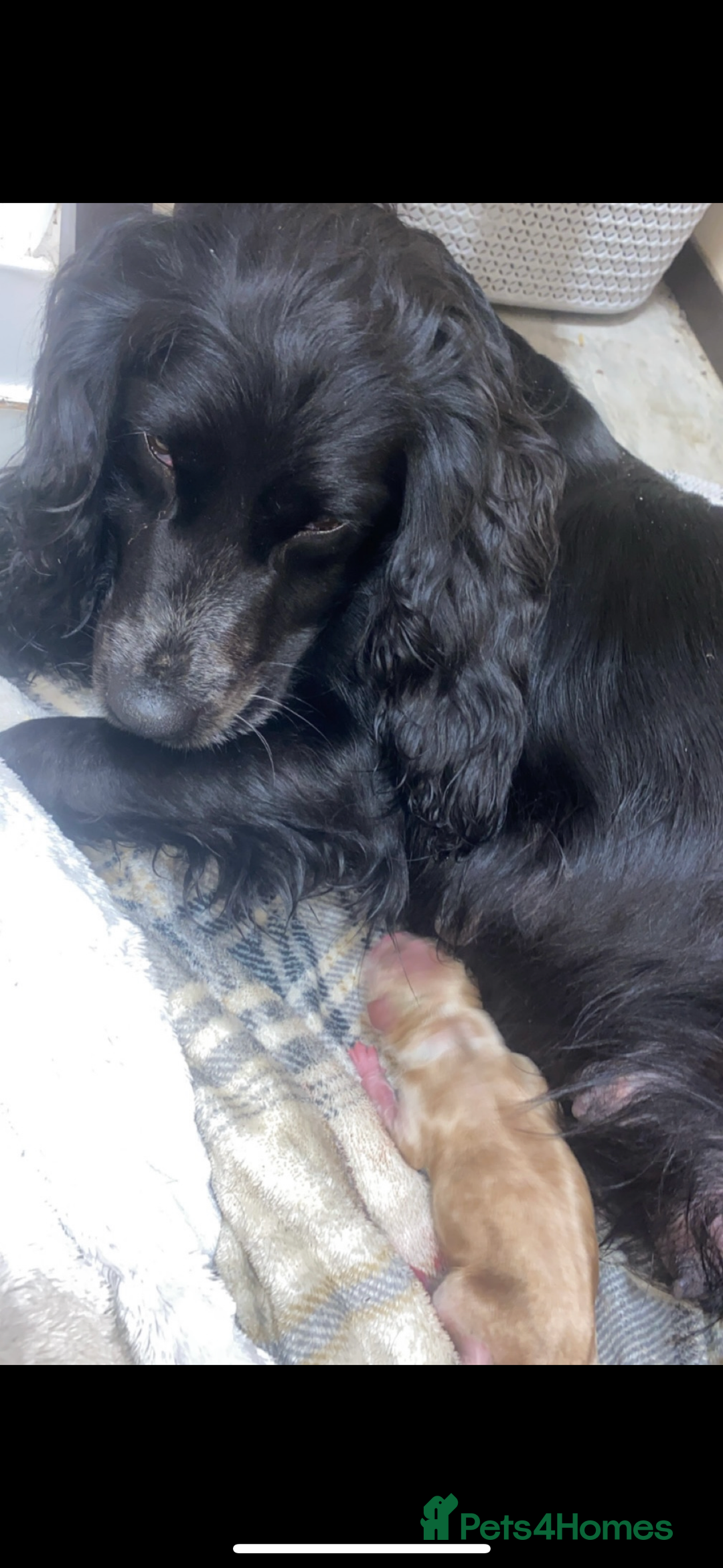 Cockapoo dogs for sale: Beautiful cockapoo puppys - Image 7