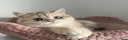 British Shorthair cats for sale: Gorgeous Blue and Black Golden British Shorthairs  - Advert 6
