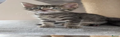 Purple collar stripey girl