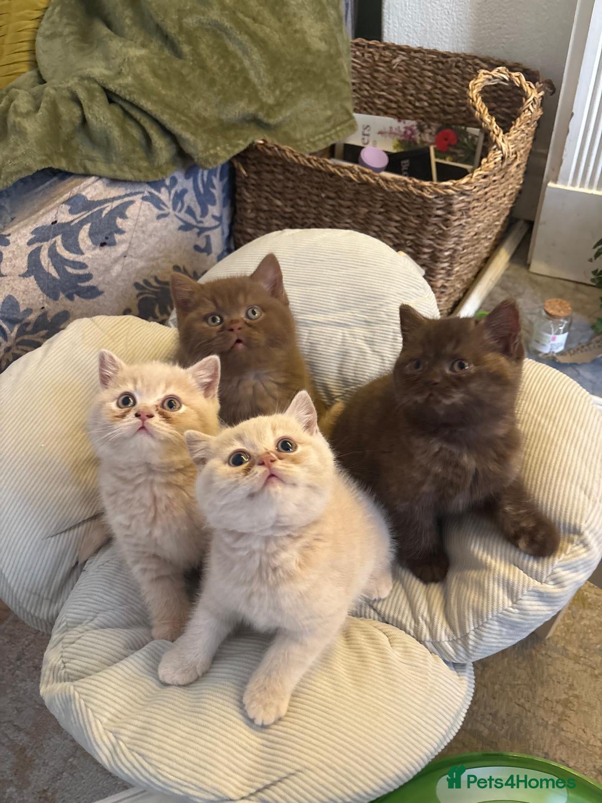 Brazilian Shorthair cats 5 British shorthair kittens - Advert 1
