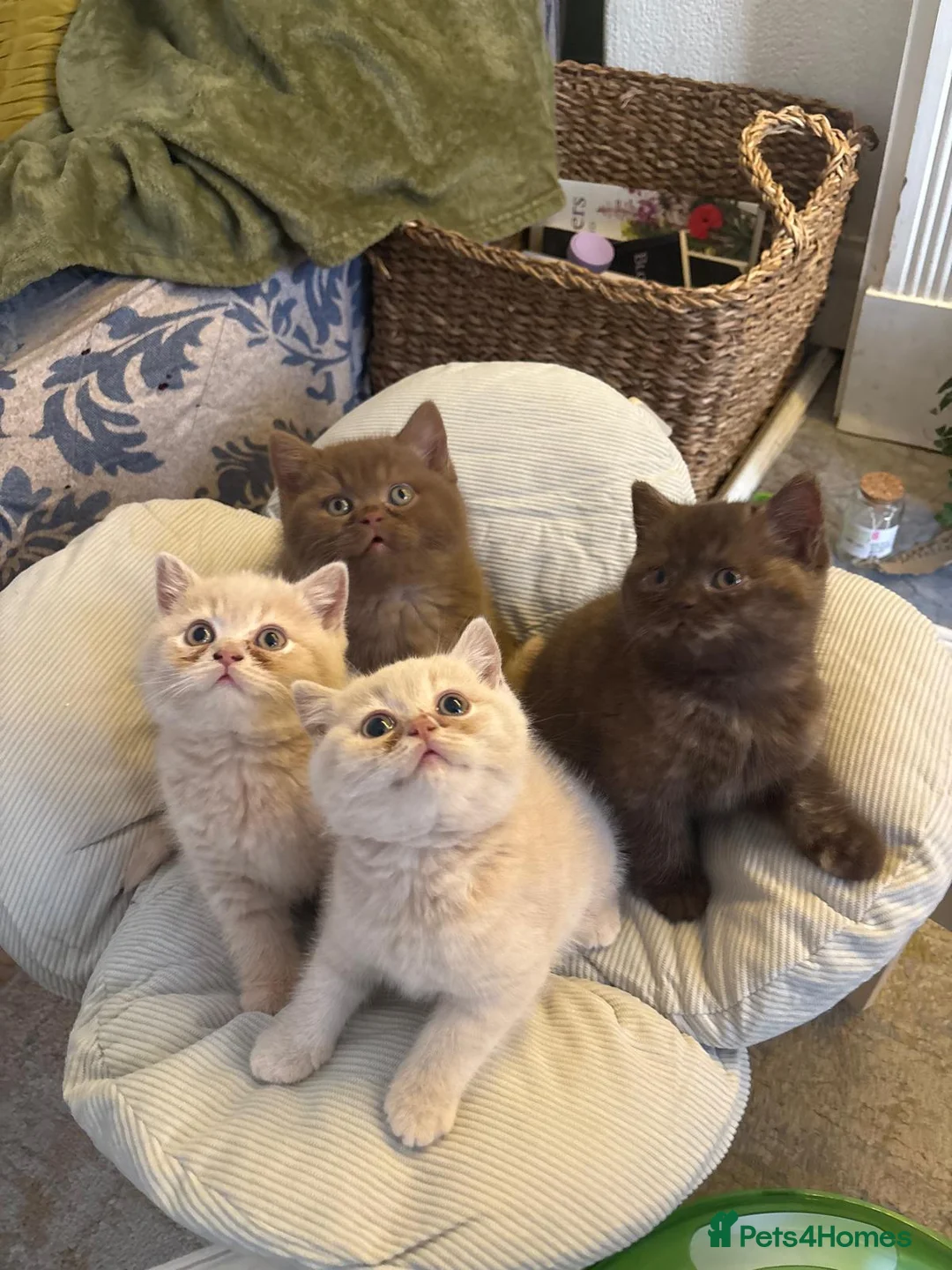 Brazilian Shorthair cats for sale: 5 British shorthair kittens - Advert 1