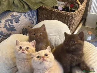 Brazilian Shorthair cats for sale: 5 British shorthair kittens - Advert 1