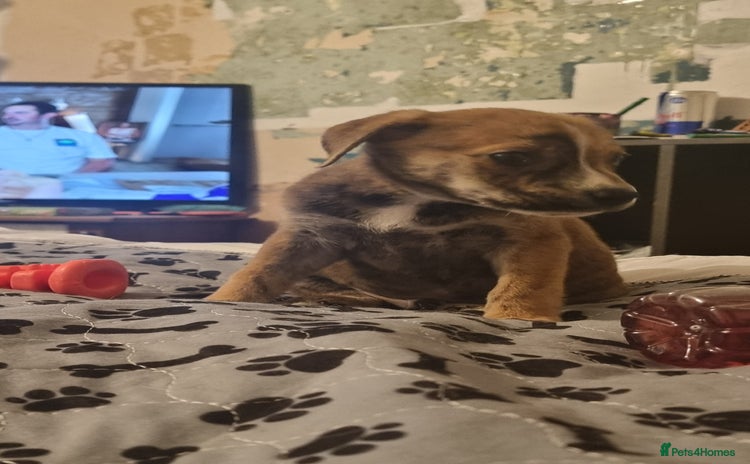 Mixed Breed dogs - Advert 13