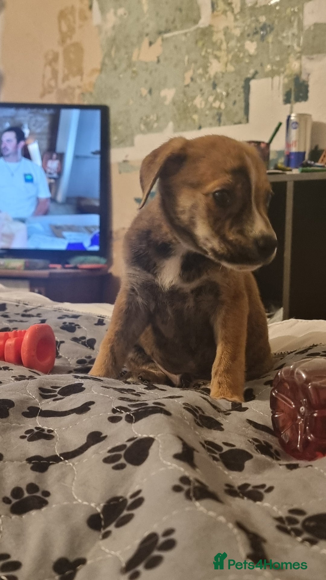 Mixed Breed dogs for sale: Beautiful male - Image 1