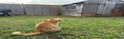 Domestic Shorthair cats for sale: Female Ginger Tabby Looking for Forever Home in Kidlington - Advert 6