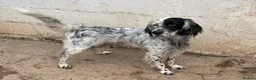 English Setter dogs for adoption: Roy   in Alfreton - Advert 8