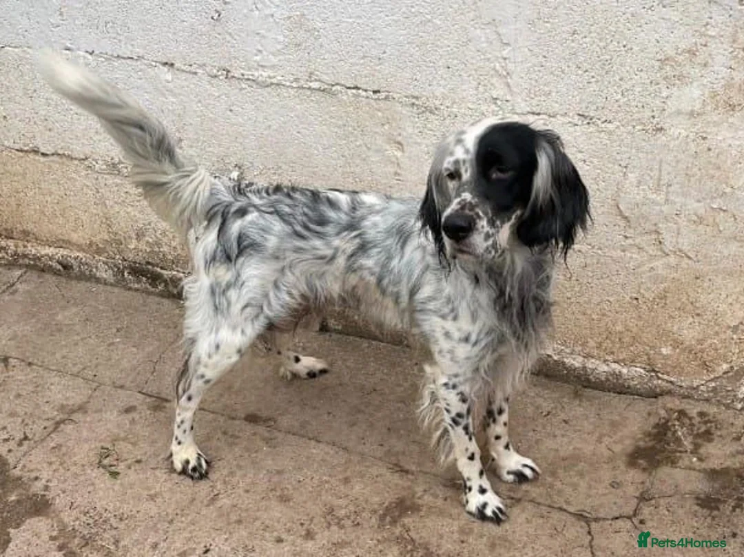 English Setter dogs for adoption: Roy   in Alfreton - Advert 8