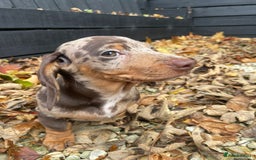 Miniature Dachshund dogs for sale: Beautiful 10 week old dapple pups available  - Image 7