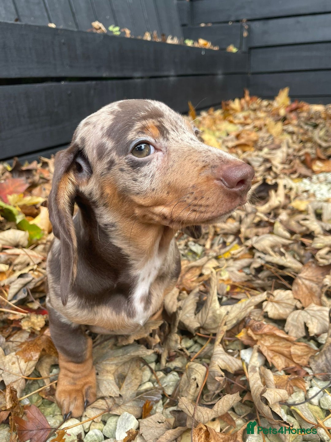 Miniature Dachshund dogs for sale: Beautiful 10 week old dapple pups available  - Image 7